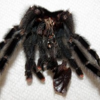 Avicularia avicularia Exuviae (Molt ♀)