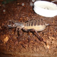 Mastigoproctus Giganteus Gravid?