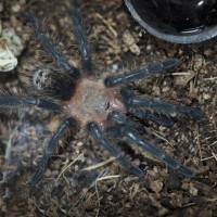 Homoeomma sp. Blue Spiderling