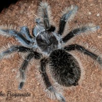 Brachypelma albopilosum