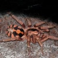 Hapalopus Sp Columbia lg