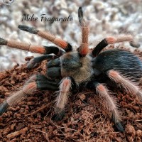 Brachypelma baumgarteni