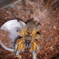 H.pulchripes