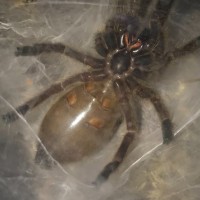 P. Murinus