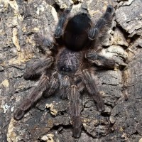 Avicularia merianae