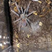 Pterinopelma sazamai