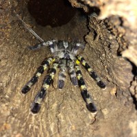 Poecilotheria regalis