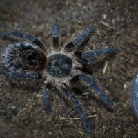 Euathlus parvulus Juvenile Female