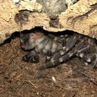 Acanthoscurria geniculata