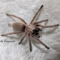 Monocentropus balfouri