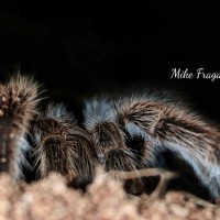 Grammostola rosea / porteri