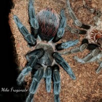 Brachypelma sp.