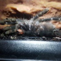 A. Avicularia