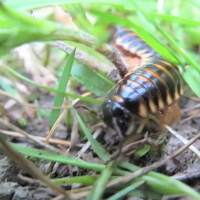 Millipede's Journey