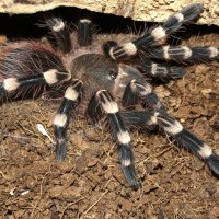 A.geniculata