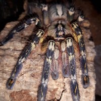 P.ornata