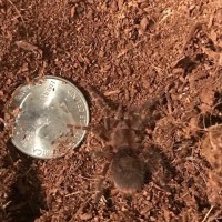 G. Pulchripes