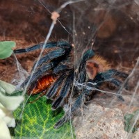 Gbb eating Redrunner