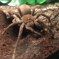 4” Juvenile T. Stirmi ( Majesty )