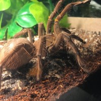 4” juvenile T. Stirmi ( Majesty )