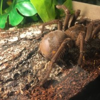 4” juvenile T. Stirmi ( Majesty )