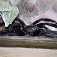 T. yoga after molt