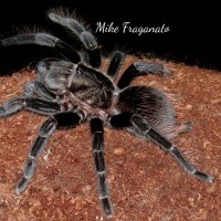 Brachypelma sabulosum