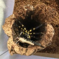 Poecilotheria Regalis