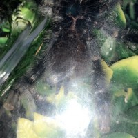 Avicularia avicularia