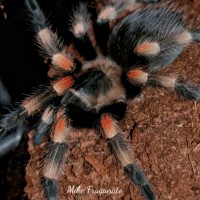 Brachypelma hamorii