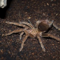 Pamphobeteus fortis Juvenile Female