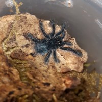 C.versicolor sling