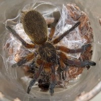 H.pulchripes sling