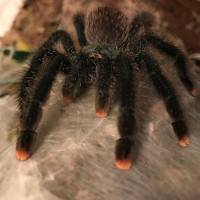 A. Avicularia