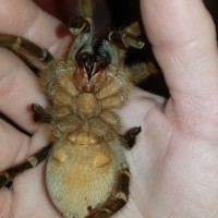 Grammostola pulchripes: Ventral