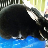 Midnight the Bun