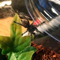 Caribena Versicolor Semi Sling