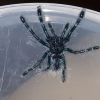 C.versicolor sling