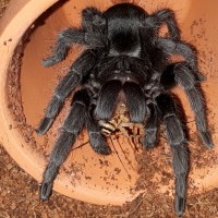 G.Pulchra postmolt