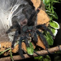 Breaking the Fast (♀ Avicularia avicularia 5")