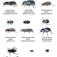 My Tenebrionid beetles