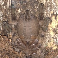 Poecilotheria tigrinawesseli