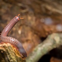 Young millipede exploring its tank