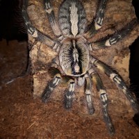 P.ornata