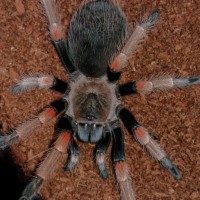 Brachypelma baumgarteni