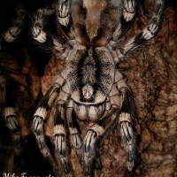 Poecilotheria fasciata