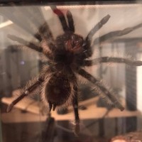 MALE OR FEMALE CURLY HAIR TARANTULA? AND AGE GUESS PLEASE