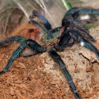 Chromatopelma cyaneopubescens