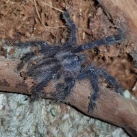 Poecilotheria Metallica