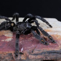 Psalmopoeus irminia